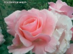 Imrankhan flowers23